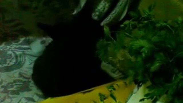 кот и петрушка смотреть онлайн