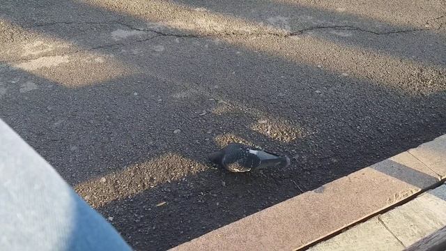 Поделился чипсами с голубем. смотреть онлайн