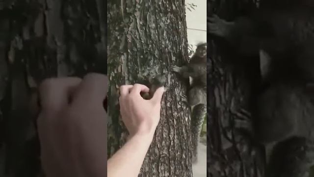 Обыкновенная игрунка #обезьянка #творимдобро #добротаспасетмир смотреть онлайн