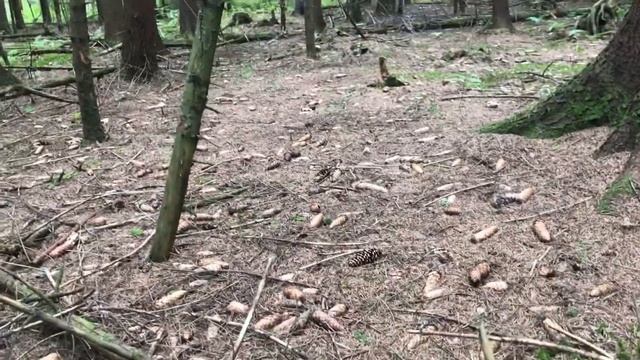 Белые грибы красавцы! Подосиновики активно пошли! смотреть онлайн