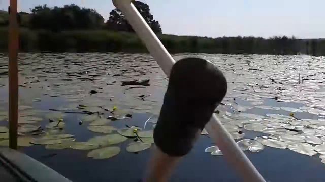 Николаевская область . Кувшинки смотреть онлайн