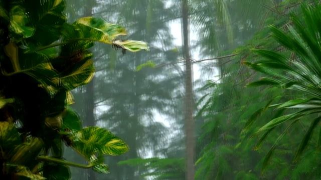 Rainforest Rain Sounds For Sleeping Or Studying | White Noise 30 Minutes