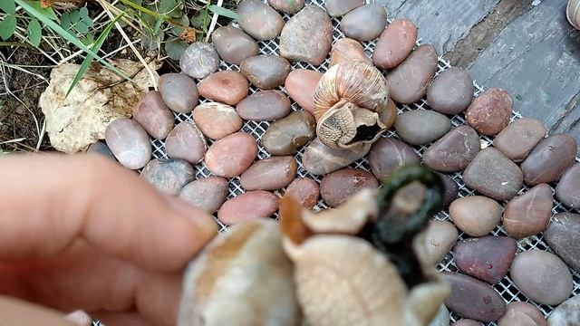 Улитки тоже это делают. Или что получается, когда страшно сниматься. смотреть онлайн