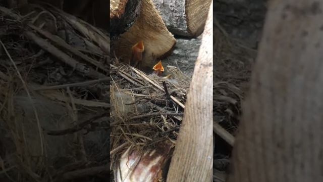 Нашли гнездо трясогузки с месяц назад. Птенцы уже улетели. смотреть онлайн