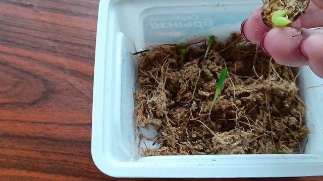 Не спешите выкидывать сгнившую луковицу!!! смотреть онлайн