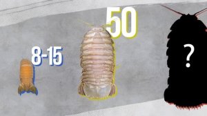 Почему Рыбы Становятся Гигантами Глубоко Под Водой?