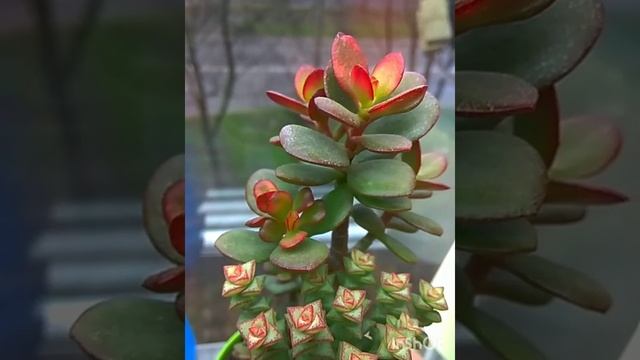Денежное дерево. Танец Hime Ougon Kagetsu. Crassula ovata. смотреть онлайн