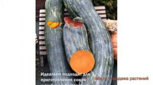 Тыква мускатная Семейная (semeynaya) ? тыква Семейная обзор: как сажать семена тыквы Семейная