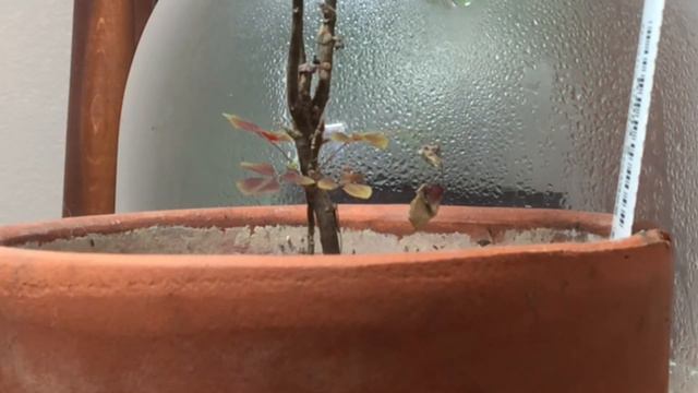 Oxalis hedysaroides movement смотреть онлайн