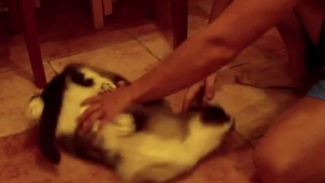 Фиксация кота