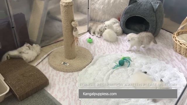 Munchkin Cat For Sale (#1 Place To Buy Munchkin Kittens For Sale) смотреть онлайн