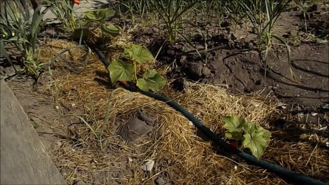 Борьба с муравьями на огурцах смотреть онлайн