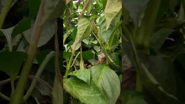Podredumbre Gris (Botrytis cinerea): CONSEJOS para CONTROLAR. смотреть онлайн