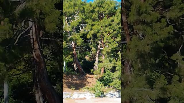 Дача Сталина 11 сентября смотреть онлайн