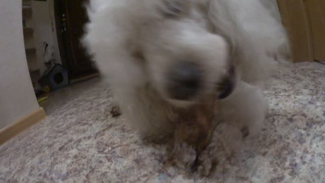 Какое собачье лакомство выбрать? Бычий корень - вкусно и полезно! смотреть онлайн