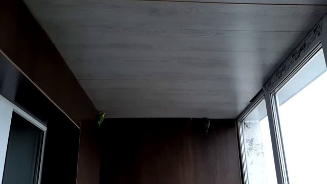 Пение волнистых попугаев. Как я выгуливаю своих попугаев на балконе