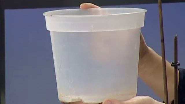 Фаленопсис׃ выращиваем орхидею бабочку в квартире смотреть онлайн