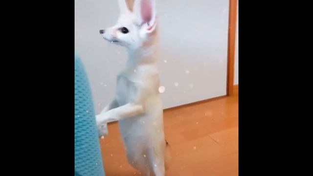 Домашняя лиса фенек и её звуки