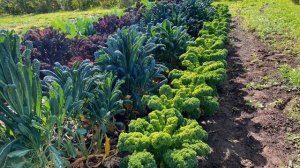 Капуста кейл / Кале / Капуста кейл сорта и виды / Капуста кейл польза / Делаем сок из капусты кейл