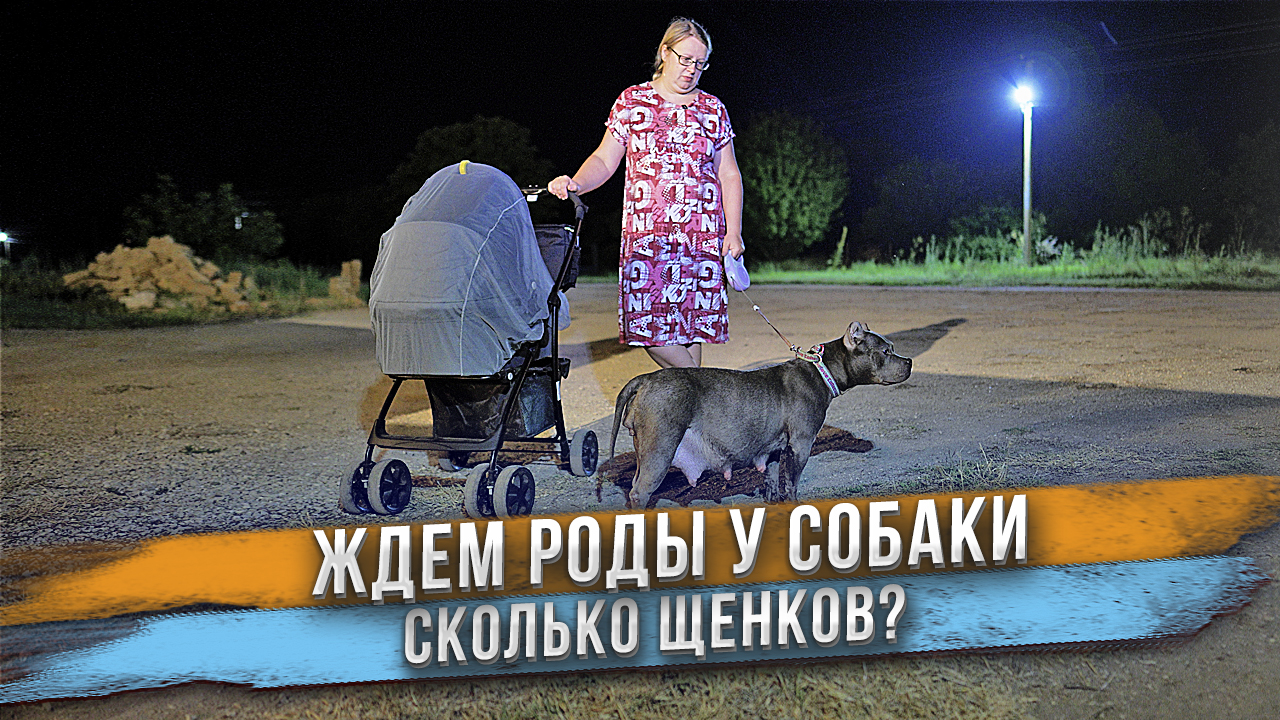 Собака беременна! Кто отец? Сколько ждать щенков? смотреть онлайн