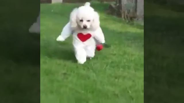 Дрессировка .как надресировать собаку #милота#романтика#любовь#пудель смотреть онлайн