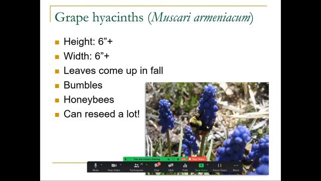 Barnyards & Backyards Live! - Pollinator Plants смотреть онлайн