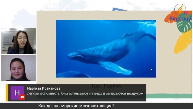 Урок биологии. Тема: Органы дыхания беспозвоночных и позвоночных животных смотреть онлайн