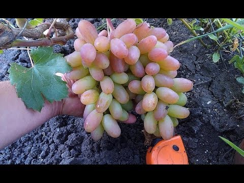 Сорт винограда Юбилей Новочеркасска