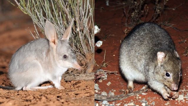 6 ЖИВОТНЫХ, КОТОРЫХ НИ ПРИ КАКИХ ОБСТОЯТЕЛЬСТВАХ НЕЛЬЗЯ ВЫПУСКАТЬ В ДИКУЮ ПРИРОДУ смотреть онлайн