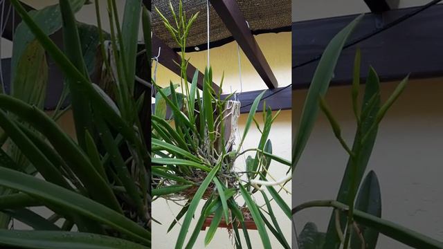 Aerides odorata, vanda orchid смотреть онлайн