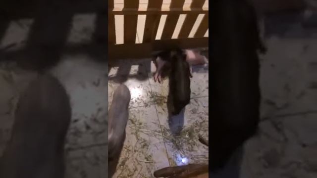 Поросячьи нежности смотреть онлайн