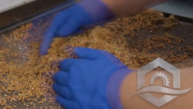 Сушка пророщенной пшеницы и превращение её в муку смотреть онлайн