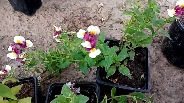 Осенняя подстраховка. Черенкую дубликат немезии, диасции и новогвинейского бальзамина смотреть онлайн