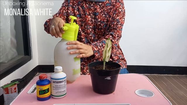 (Eps.60) Unboxing Aglaonema MONALISA White | Rare Baby Collection | LuxuryAglaonema смотреть онлайн