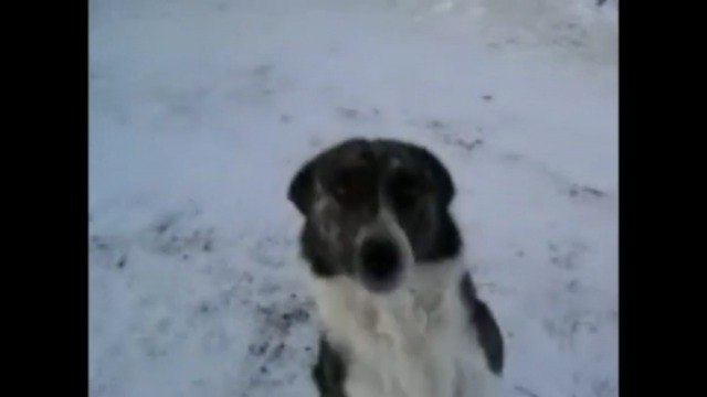 ПЕС! смотреть онлайн