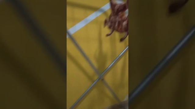 Как вялить перепелов! смотреть онлайн