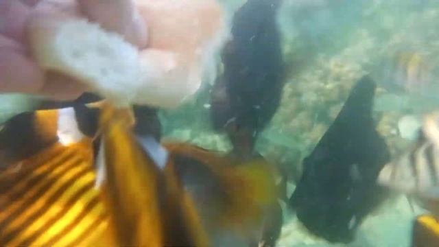 Красное море Марса алам.Отель Onatti Beach Resort.