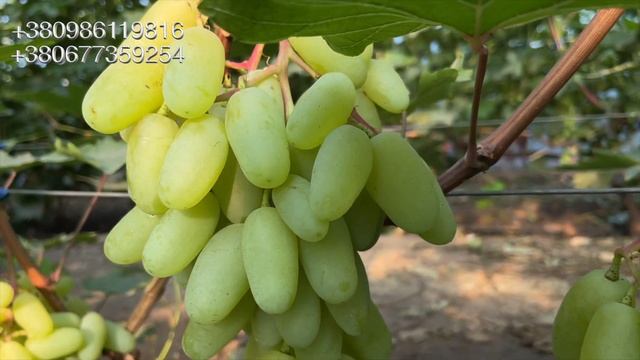 ?АЛІНКА. НАДРАННІЙ ВИНОГРАД смотреть онлайн