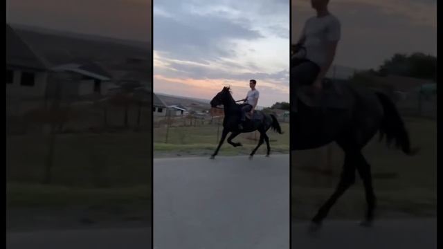 Иноходец Карачаевской пароды ⚡️ смотреть онлайн