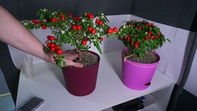 Комнатные перцы смотреть онлайн