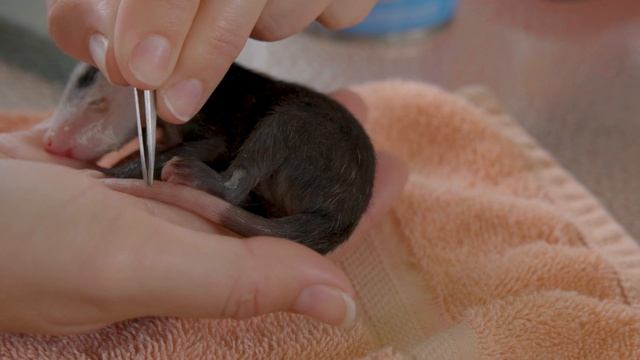 EMERGENCY ANIMAL RESCUE!!! смотреть онлайн