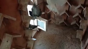 Серпастые голуби. Показываю по ближе. Часть 4