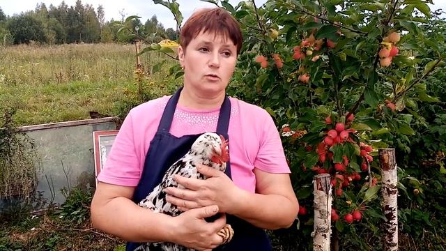 Леггорн Далматинец - вся правда о породе. Стоит ли заводить в своем хозяйстве. смотреть онлайн