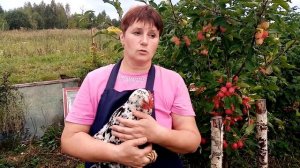 Леггорн Далматинец - вся правда о породе. Стоит ли заводить в своем хозяйстве.