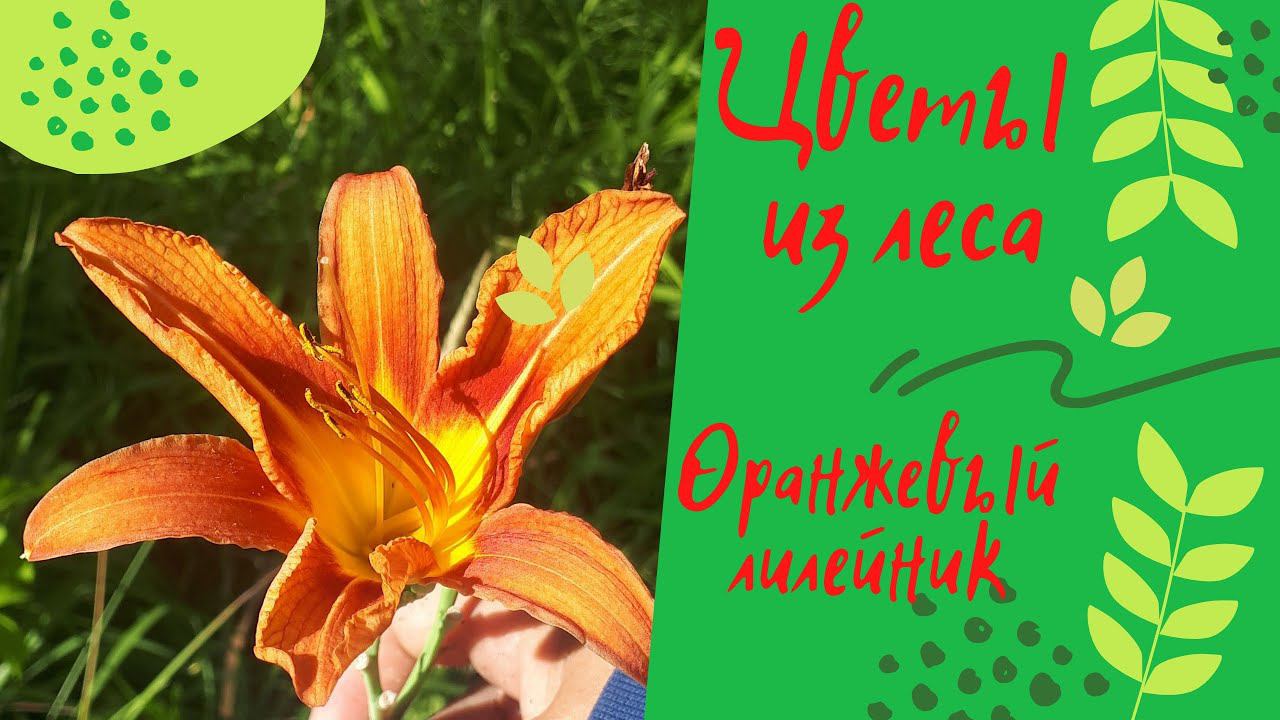 Цветы из леса. Лесные дикоросы в саду. Оранжевые лилейники на заброшке смотреть онлайн