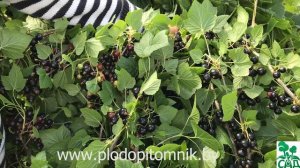 Смородина Геркулес. Промышленный крупноплодный сорт смородины чёрной.