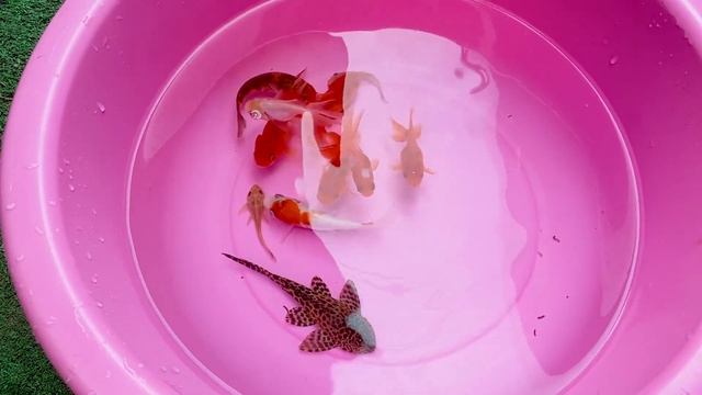 Koi Carp Fish Big Python Cute Baby Ranchu Goldfish Molly Ping Pong Angelfish Cichlid animals Videos смотреть онлайн