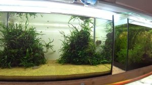 Принцесса Бурунди! Первая рыбка в оформленном аквариуме