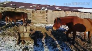 Взятие крови у лошадей на анализы.