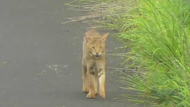 Jungle cat (Felis chaus) - the whole deal смотреть онлайн